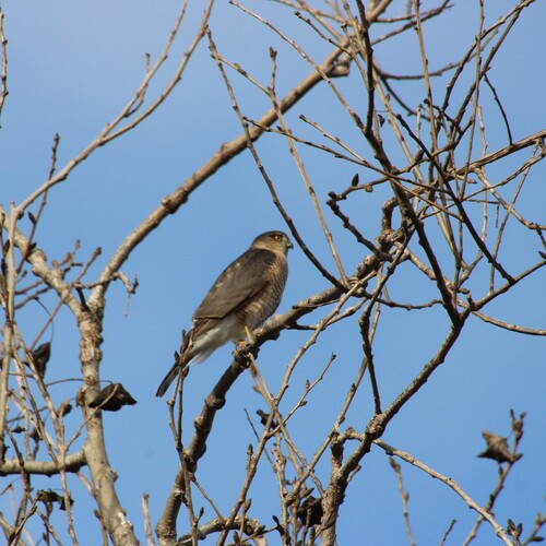iNaturalist observation photo of Sharp-shinned Hawk