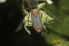 Dysdercus capitatus