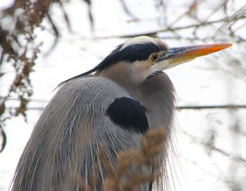 iNaturalist observation photo of Great Blue Heron