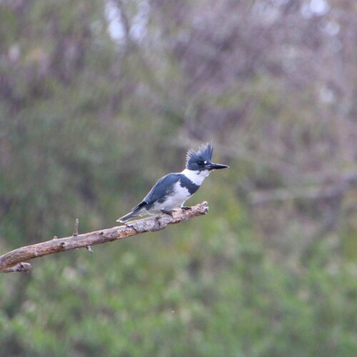 iNaturalist observation photo of Belted Kingfisher