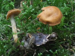 Lyophyllum infumatum