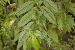 Rhamnus formosana