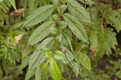 Rhamnus formosana