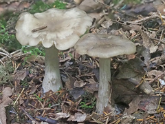 Lyophyllum infumatum
