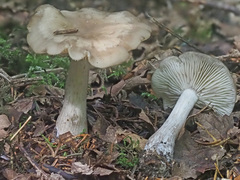 Lyophyllum infumatum