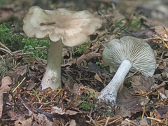 Lyophyllum infumatum