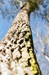 Oxydendrum