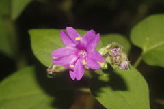 Mirabilis violacea