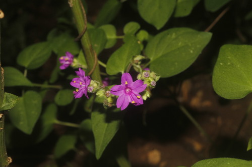 Image of Mirabilis violacea by (c) Juan Cruzado Cortés, some rights reserved (CC BY-SA)