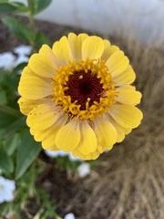 Zinniinae