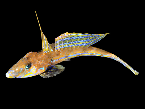 Common Dragonet, Belgian part of North Sea, photo 10 of 10