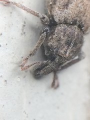 Listroderes difficilis