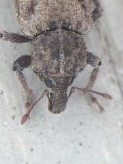 Listroderes difficilis