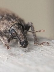 Listroderes difficilis