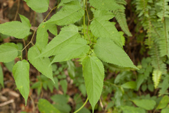 Trema cannabina