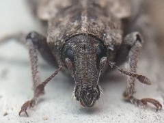 Listroderes difficilis