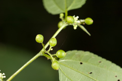 Trema cannabina