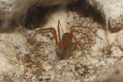 Loxosceles yucatana