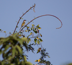 Pycnonotus sinensis hainanus