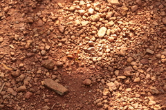 Delta pyriforme pyriforme