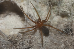 Loxosceles yucatana