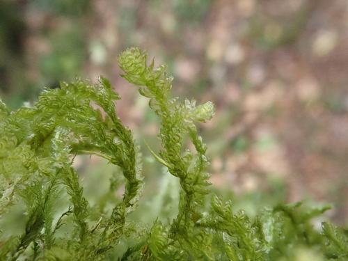 Dwarf Neckera (Neckera pumila)