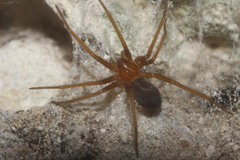 Loxosceles yucatana