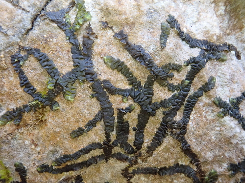 MacKay's Pouncewort (Marchesinia mackaii)