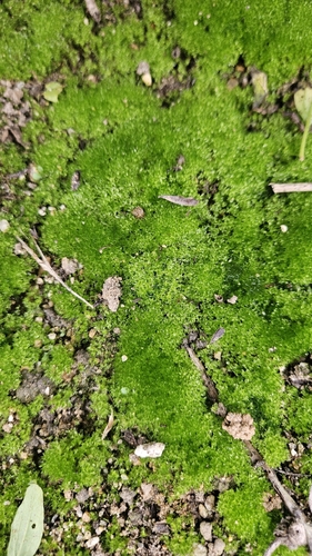 iNaturalist observation photo of Gemmabryum