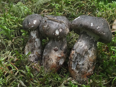 Boletopsis leucomelaena