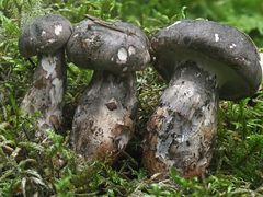 Boletopsis leucomelaena