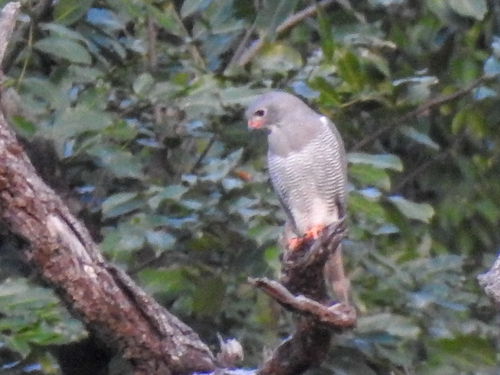 Lizard Buzzard