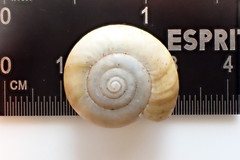 Mesomphix inornatus