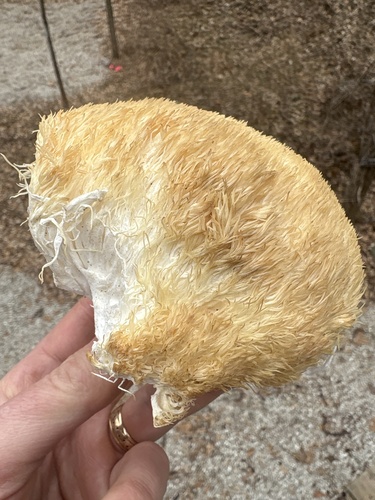 lion's-mane mushroom