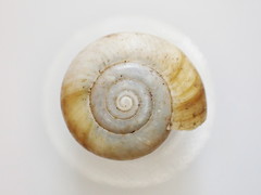 Mesomphix inornatus