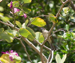 Pycnonotus sinensis hainanus