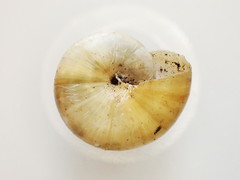 Mesomphix inornatus