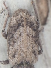 Listroderes difficilis