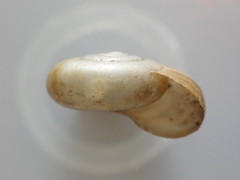 Mesomphix inornatus