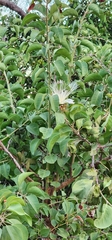 Capparis canescens, photograph author not stated, no rights reserved