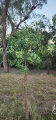 Capparis canescens, photograph author not stated, no rights reserved