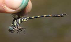 Paragomphus capricornis