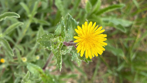iNaturalist observation photo of bristly oxtongue