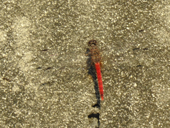 Bradinopyga strachani