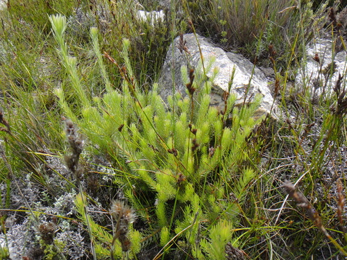 Image of Leucadendron singulare by (c) Nicola van Berkel, some rights reserved (CC BY-SA)