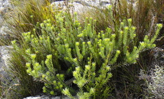 Leucadendron singulare