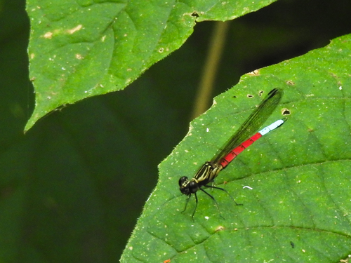 Blue-tipped Jewel