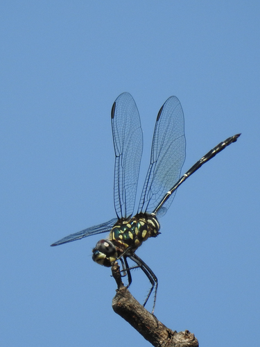 Bottletail