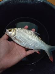 Barbonymus balleroides