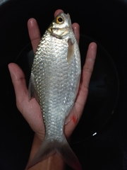 Barbonymus balleroides